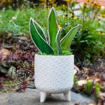 stained glass snake plant in hobnail planter pot mountain woman products