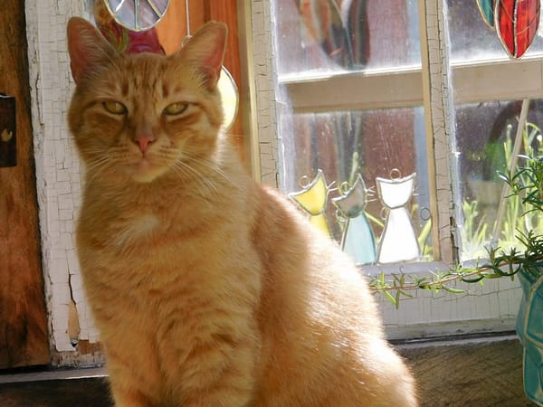 Photo of red cat in front of antique windows with cat suncatchers