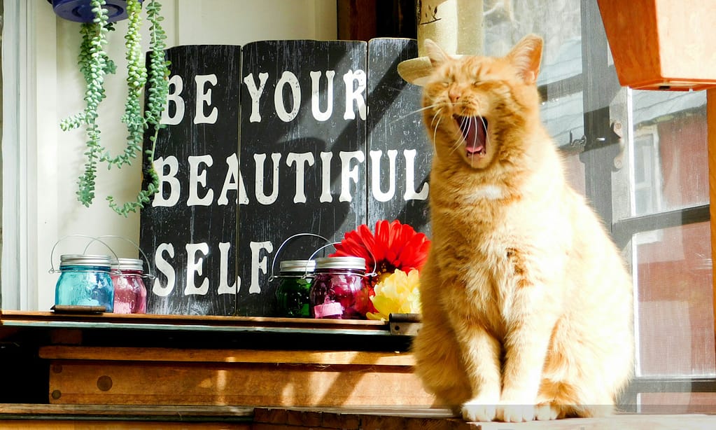 Orange Cat with Be Your Beautiful Self Sign Mountain Woman Products