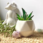 White hexagon pot with stained glass aloe plant Mountain Woman Products