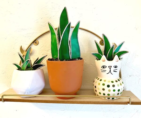Stained Glass Aloe Plant in a cat pot plant in a white pot and snake plant on a shelf